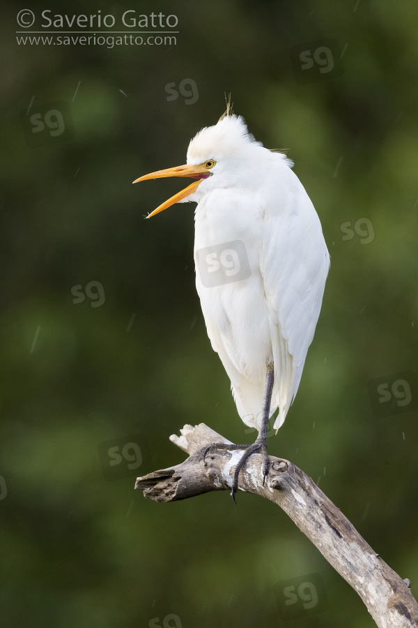 Cattle Egret