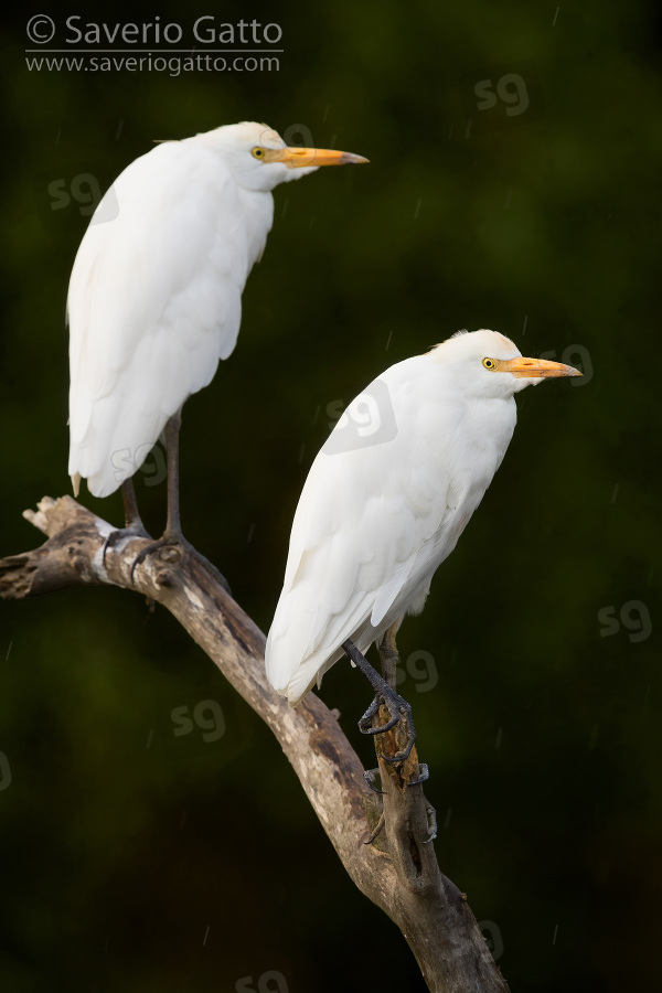 Cattle Egret, two adults perched on a dead branch