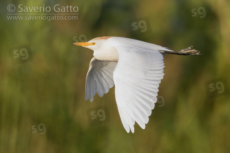 Cattle Egret, side view of an adult in flight