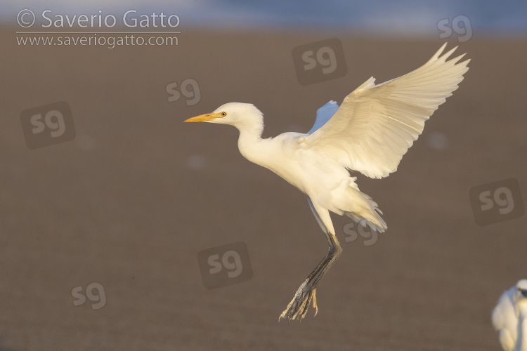 Cattle Egret, side view of an adult in flight