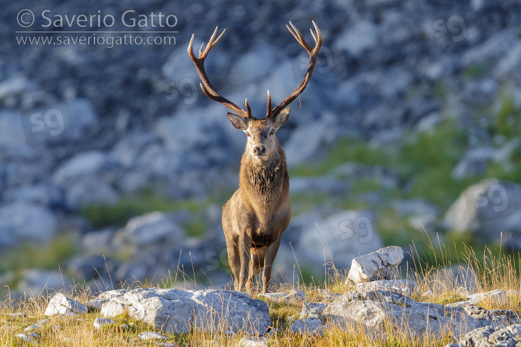 Red Deer, front view of an adult male standing on a rocky terrain