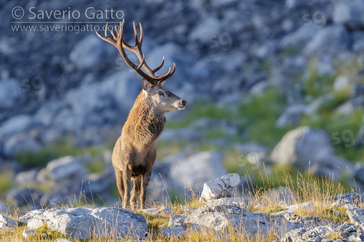 Red Deer, front view of an adult male standing on a rocky terrain