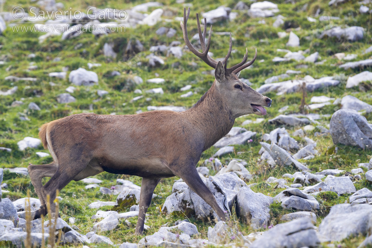 Red Deer, front view of an adult male walking on a rocky terrain