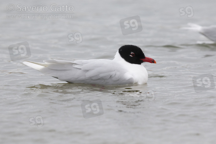 Mediterranean Gull