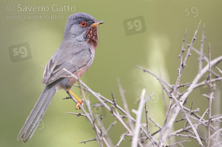 Dartford Warbler