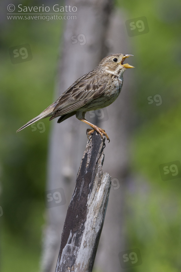 Corn Bunting, side view of an adult singing from a post