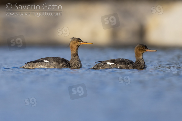 Red-breasted Merganser