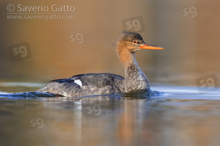 Red-breasted Merganser