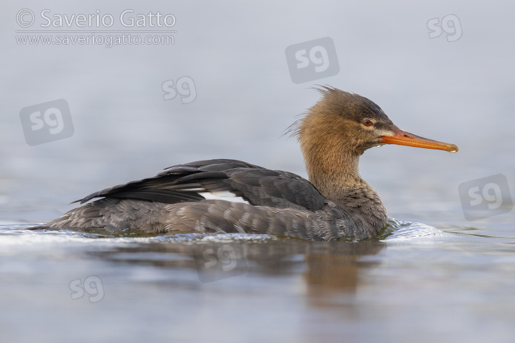 Red-breasted Merganser