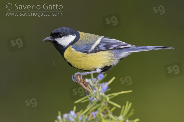 Great Tit, side view of an adult perched on a branch