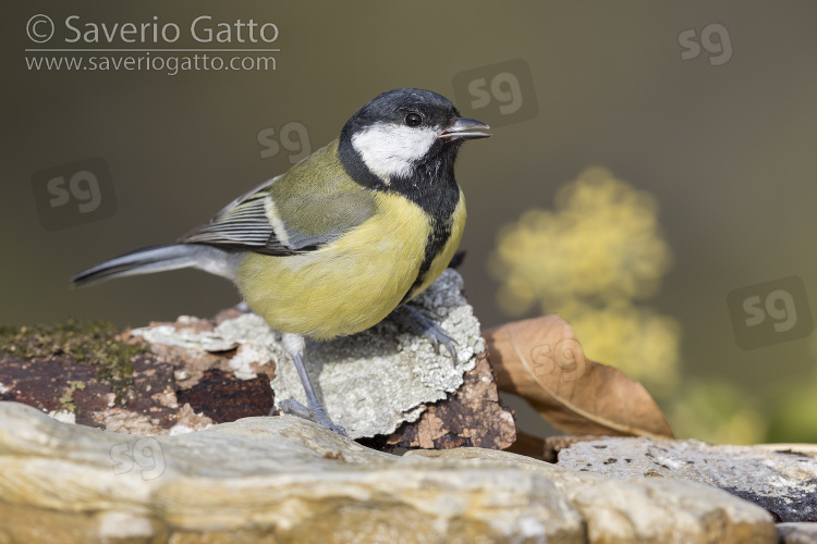 Great Tit, adult perched on a piece of a bark