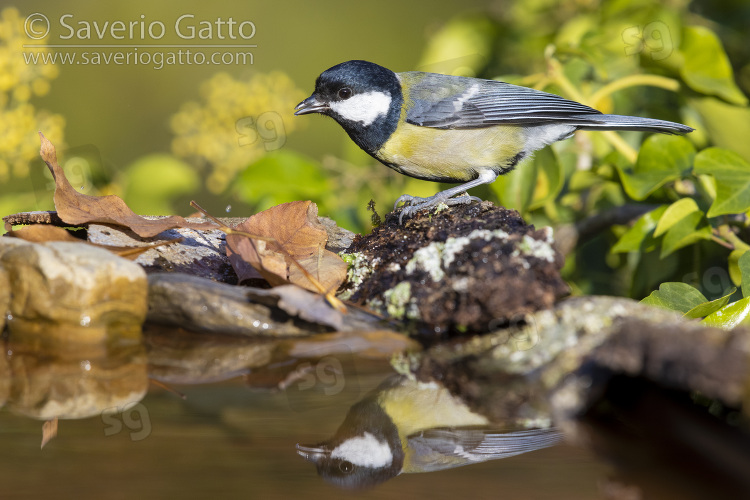 Great Tit, side view of an adult standing on the edge of a pool