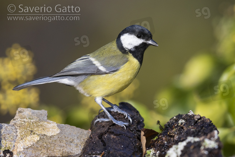 Great Tit, side view of an adult perched on a piece of a bark