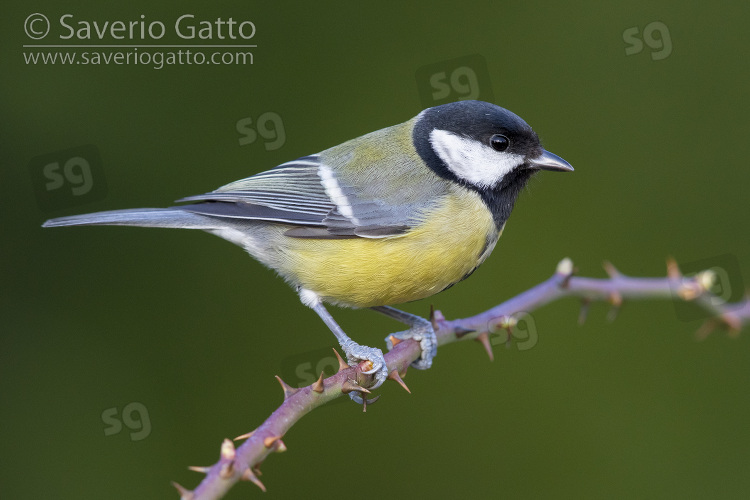 Great Tit, side view of an adult perched on branch
