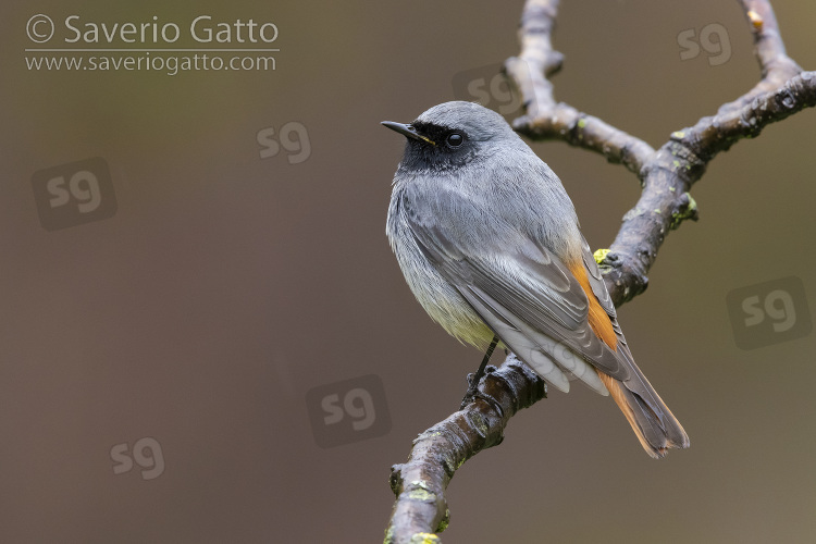 Black Redstart, side view of an adult male in winter plumage