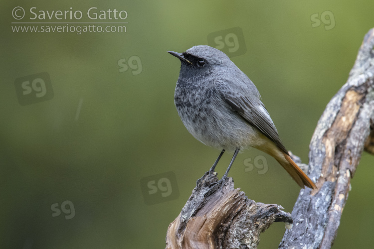 Black Redstart, side view of an adult male in winter plumage