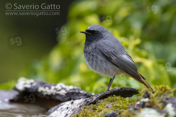 Black Redstart, side view of an adult male in winter plumage