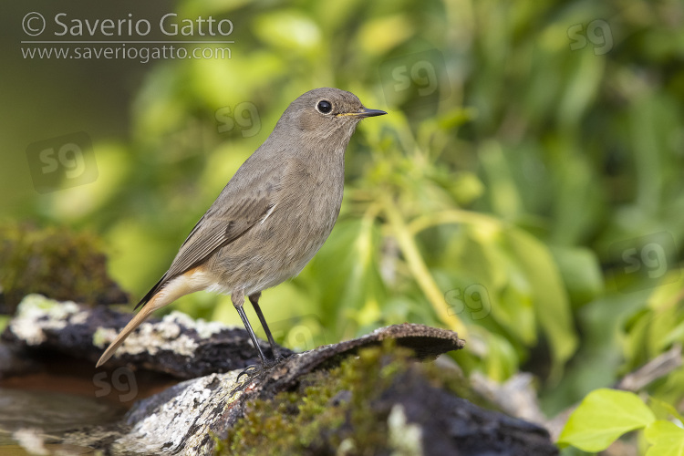 Black Redstart, side view of an adult female perched on a piece of a bark