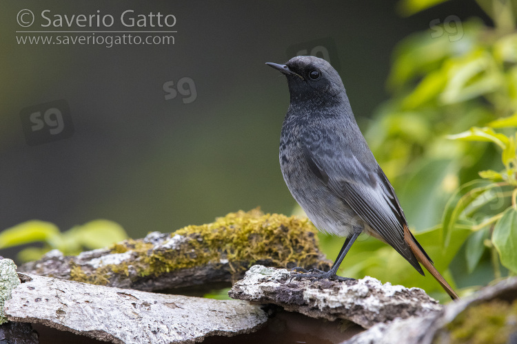 Black Redstart, side view of an adult male in winter plumage