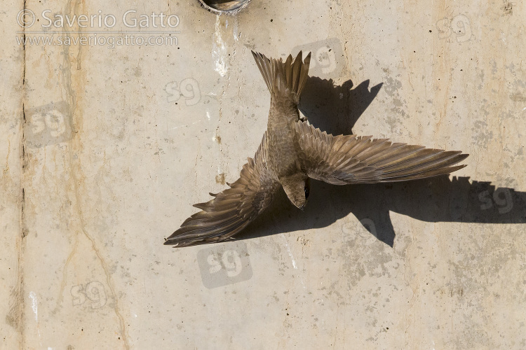 Pallid Swift, adult in flight seen from the above