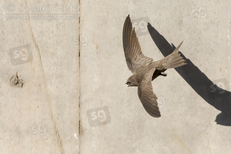 Rondone pallido, adulto in volo