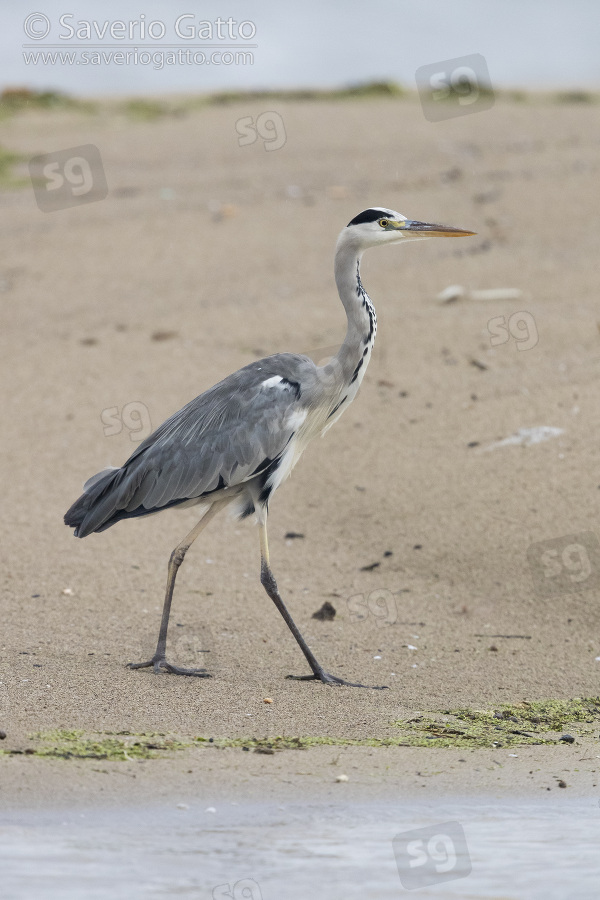 Grey Heron, side view of an immature walking on a beach