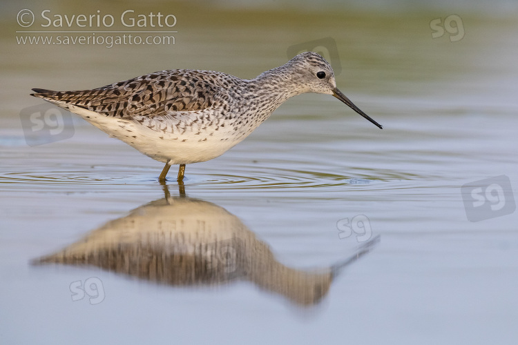 Marsh Sandpiper, side view of an adult standing in the water