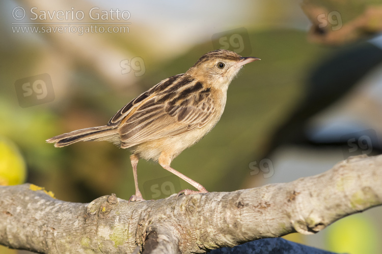 Zitting cisticola, side view of an adult perched on a branch