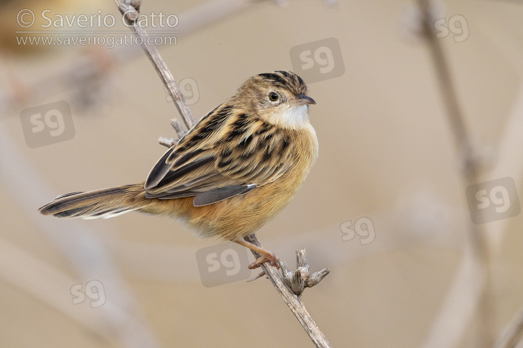 Zitting cisticola, side view of an adult perched on a stem