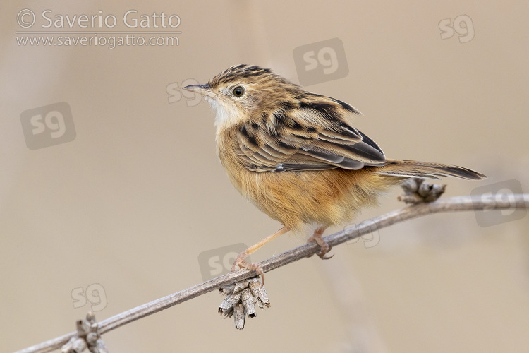 Zitting cisticola, side view of an adult perched on a stem