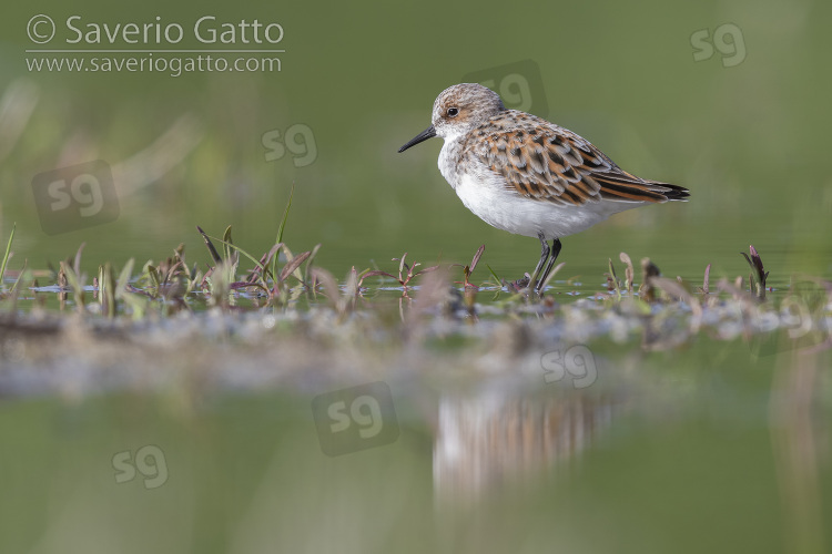 Little Stint, side view of an adult standing on the mud