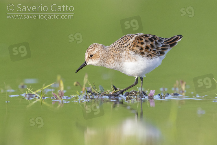 Little Stint, side view of an adult standing on the mud