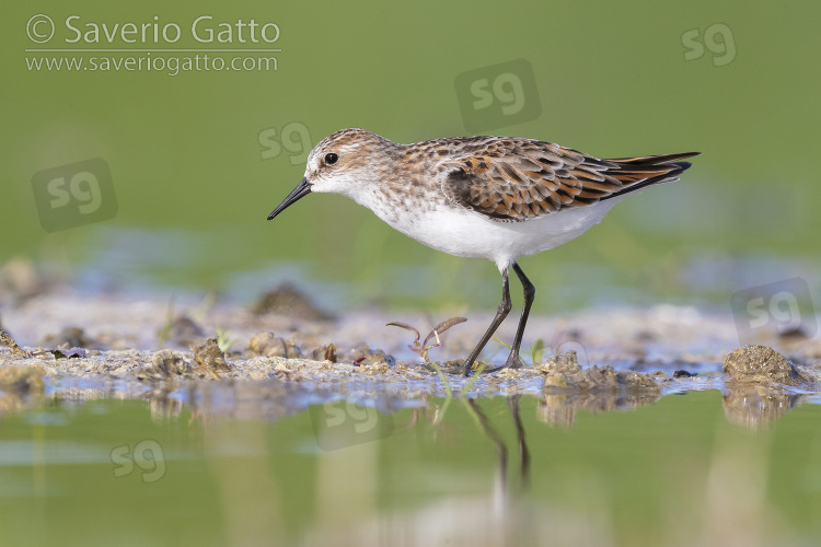 Little Stint, side view of an adult standing on the mud