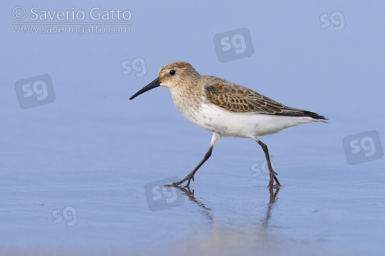 Dunlin, side view of an indiviual walking on the shore