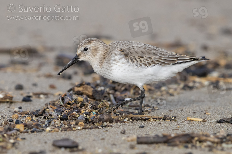 Dunlin, side view of an indiviual walking on the shore