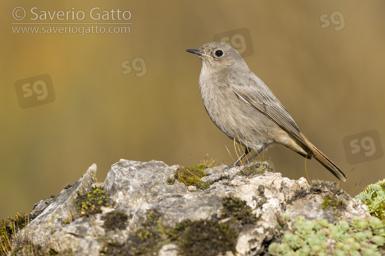 Black Redstart, side view of an individual standing on a rock