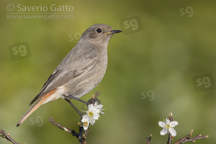 Black Redstart