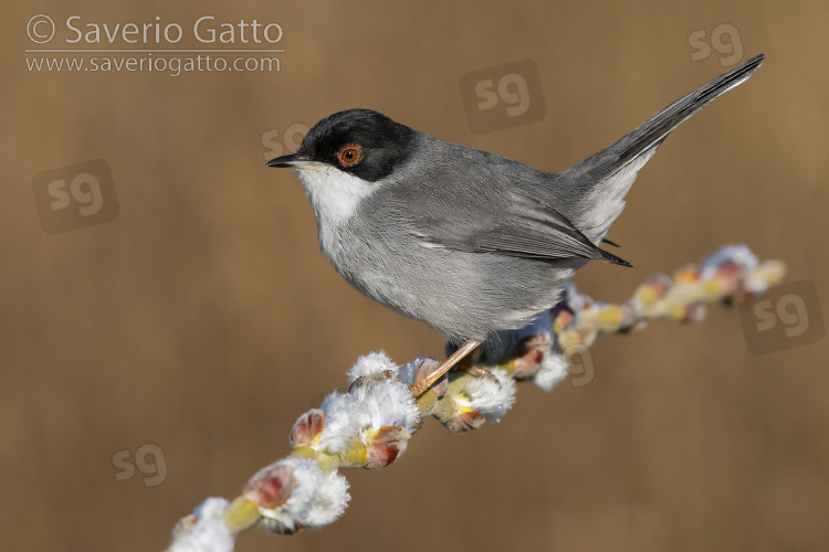 Sardinian Warbler, side view of an adult male perched on a branch