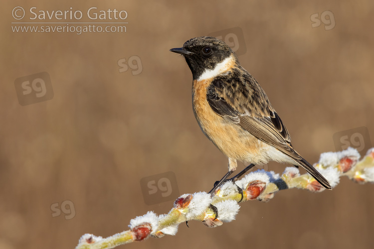 European Stonechat, side view of an adult male perched on a branch