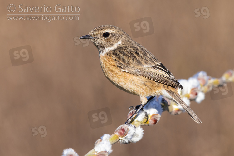 European Stonechat, side view of an adult female perched on a branch