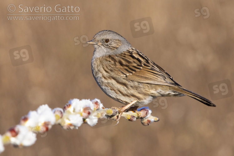 Dunnock, side view of an adult perched on a branch