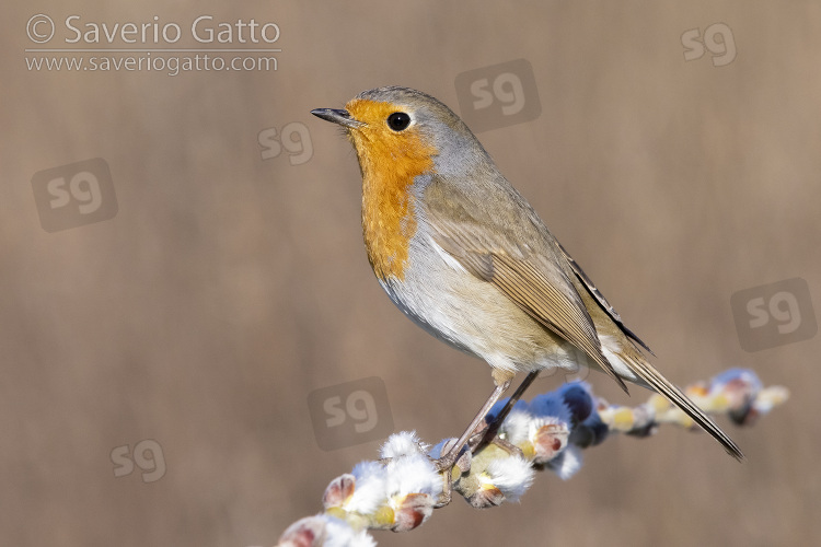 European Robin, side view of an adult perched on a branch