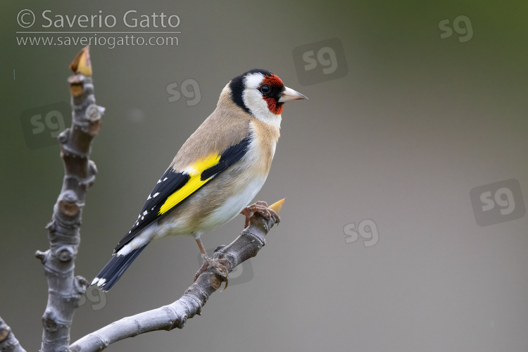 European Goldfinch, side view of an adult perched on a branch