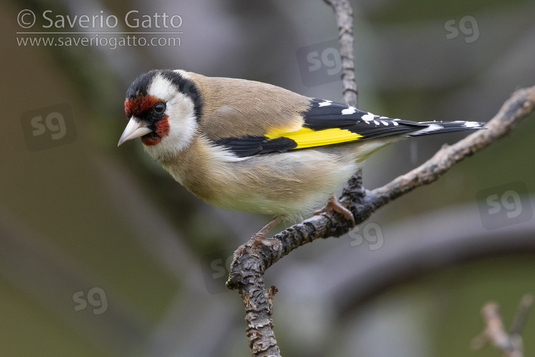 European Goldfinch, side view of an adult perched on a branch