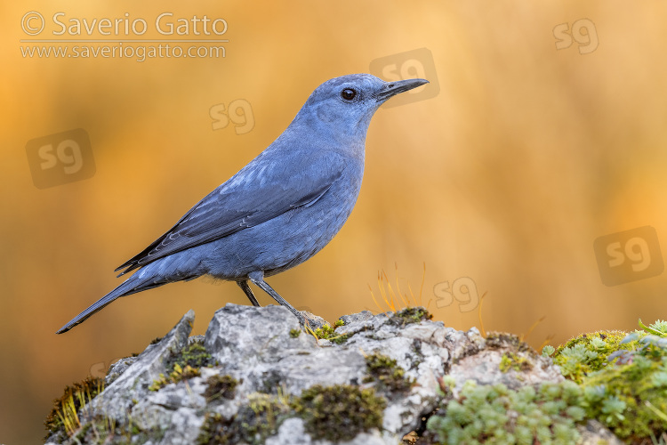 Blue Rock Thrush, side view of an adult male standing on a rock