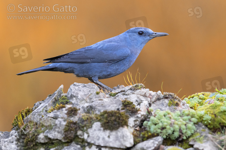 Blue Rock Thrush, side view of an adult male standing on a rock