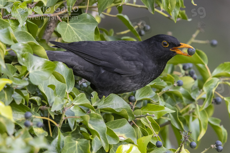 Common Blackbird, side view of an adult male eating a berry