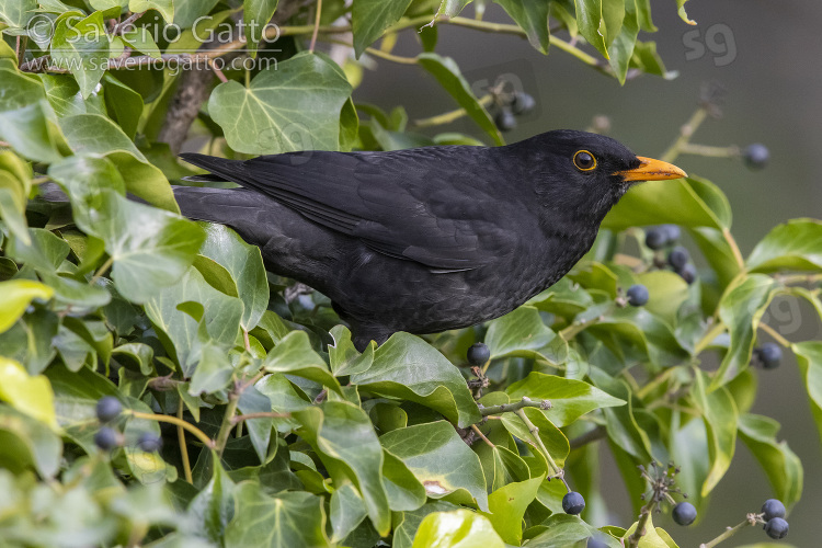 Common Blackbird, side view of an adult male perched in a common ivy plant