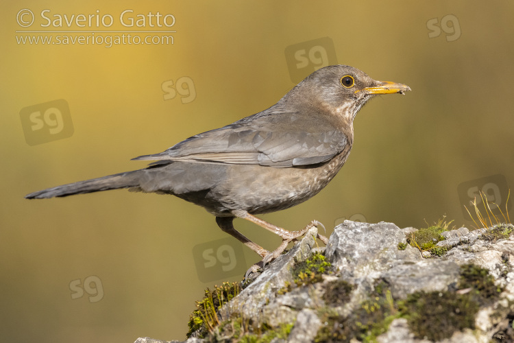 Common Blackbird, side view of an adult female standing on a rock