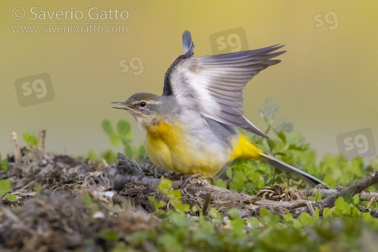 Grey Wagtail, side view of an adult in winter plumage stretching its wings